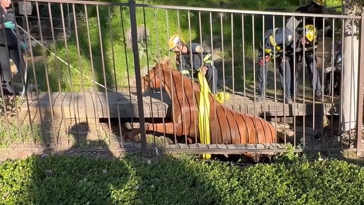 Firefighters rescue horse from ditch