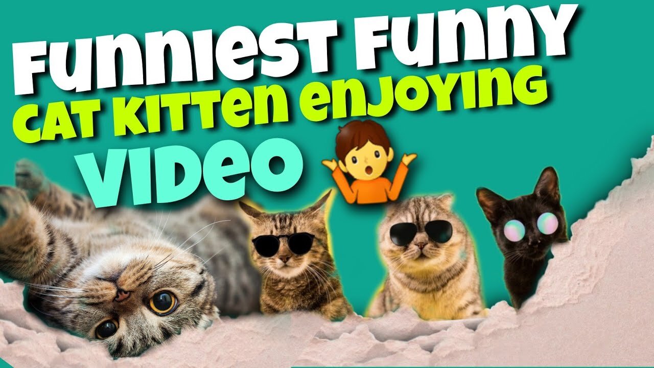 Cat Kitten Devil's father P 1 - funniest funny cat kitten enjoying video 😽🤷😼