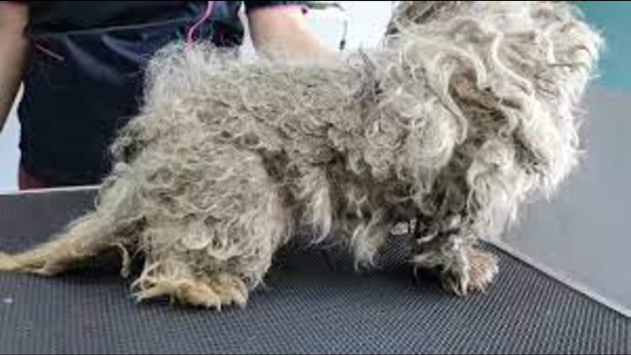 WORST Dog Condition I've EVER Seen I FULLY MATTED (With Fleas and Ticks)