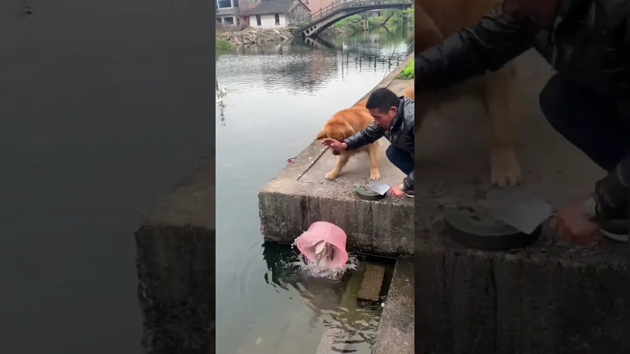 OLHA O QUE ESSE CACHORRO FEZ COM O SEU DONO