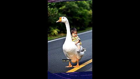 Funniest Animal Video: Baby Sits on Goose! |Unbelievable Moment: Baby Rides a Goose