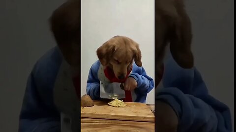 Cute Funny Dog -100 #cute #funny #dog