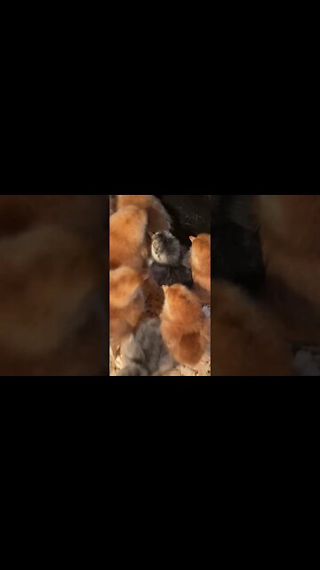 New baby chicks! #babychicks #cuteanimals #parrygripp