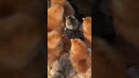 New baby chicks! #babychicks #cuteanimals #parrygripp