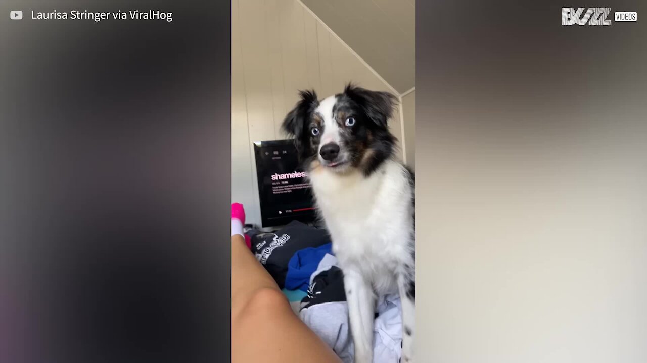 Dog's comical tongue goes viral