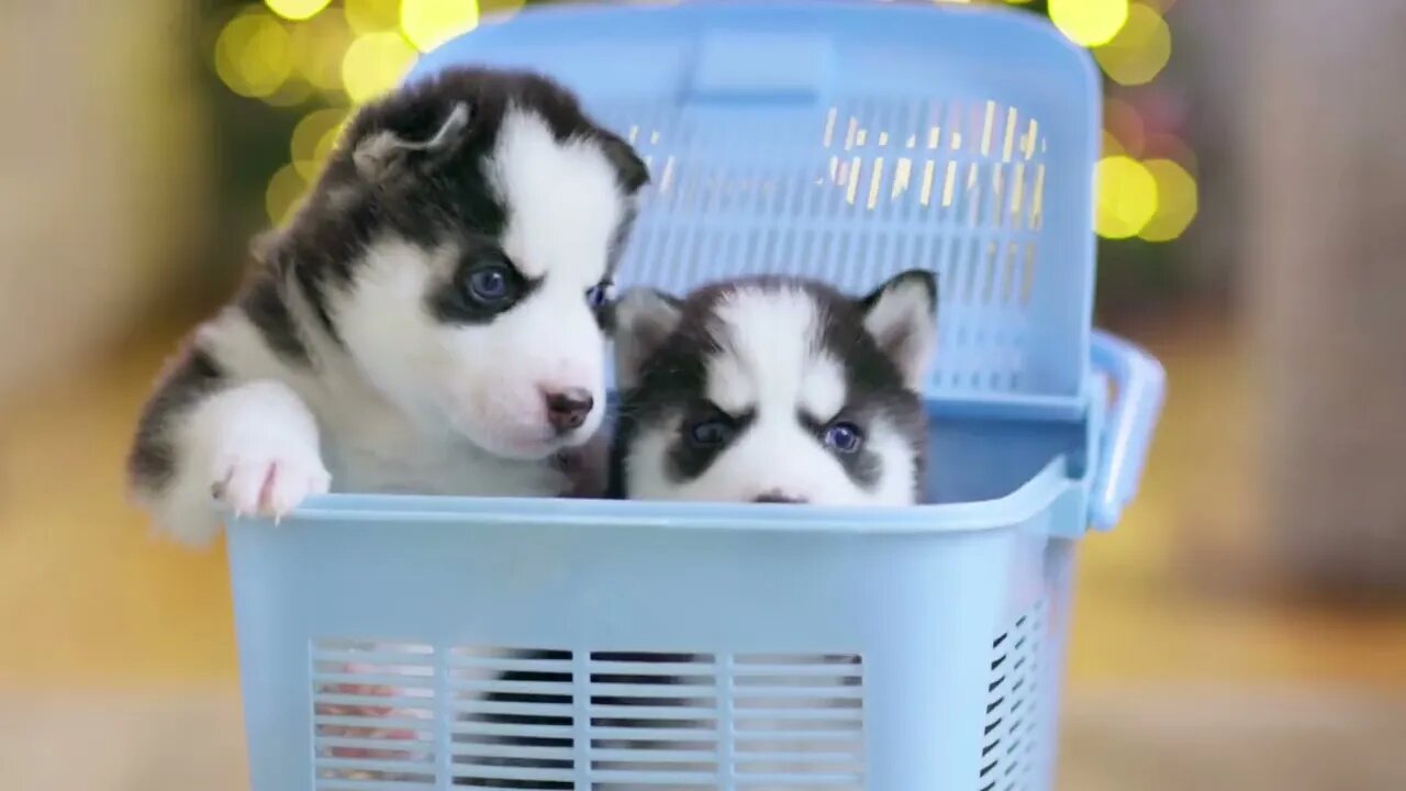 CUTE and FUNNY PUPPIES