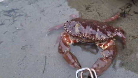 Angry crabs 🦀 tide pools fighting 4