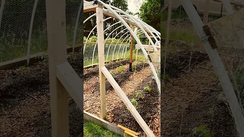 How we held up our 🍅 plants #tomatoes #gardeningtips #gardening #garden #fy #fyp #reels #greenhouse