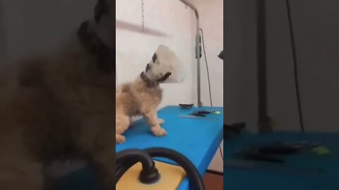 Fast af boy 🐶😂😂💯👌 #shorts #shortsvideo