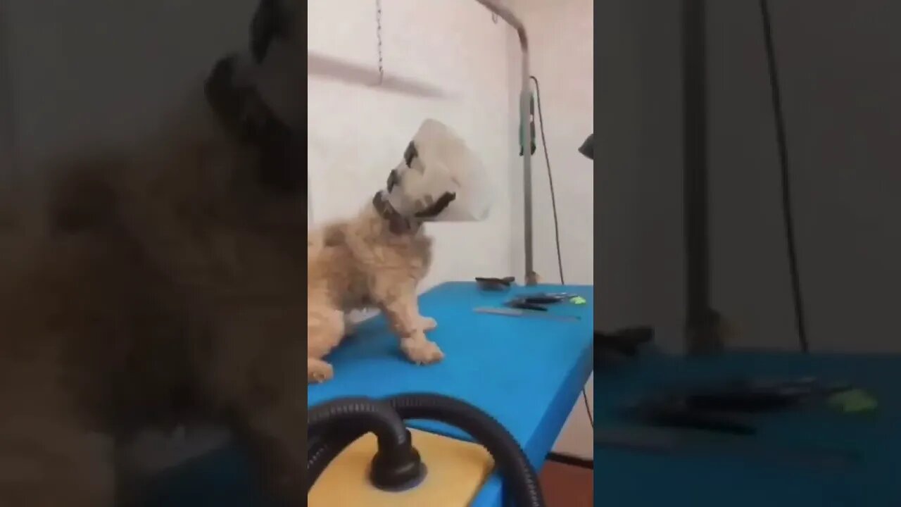 Fast af boy 🐶😂😂💯👌 #shorts #shortsvideo