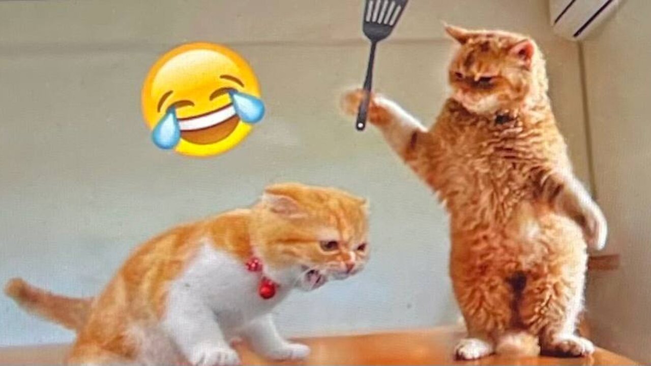 Funny Animal Videos for 2024 ,relax with cute animals video