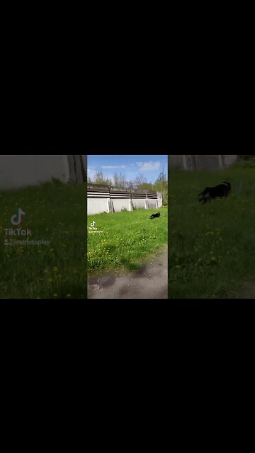 #амстафф #стаффордширскийтерьер