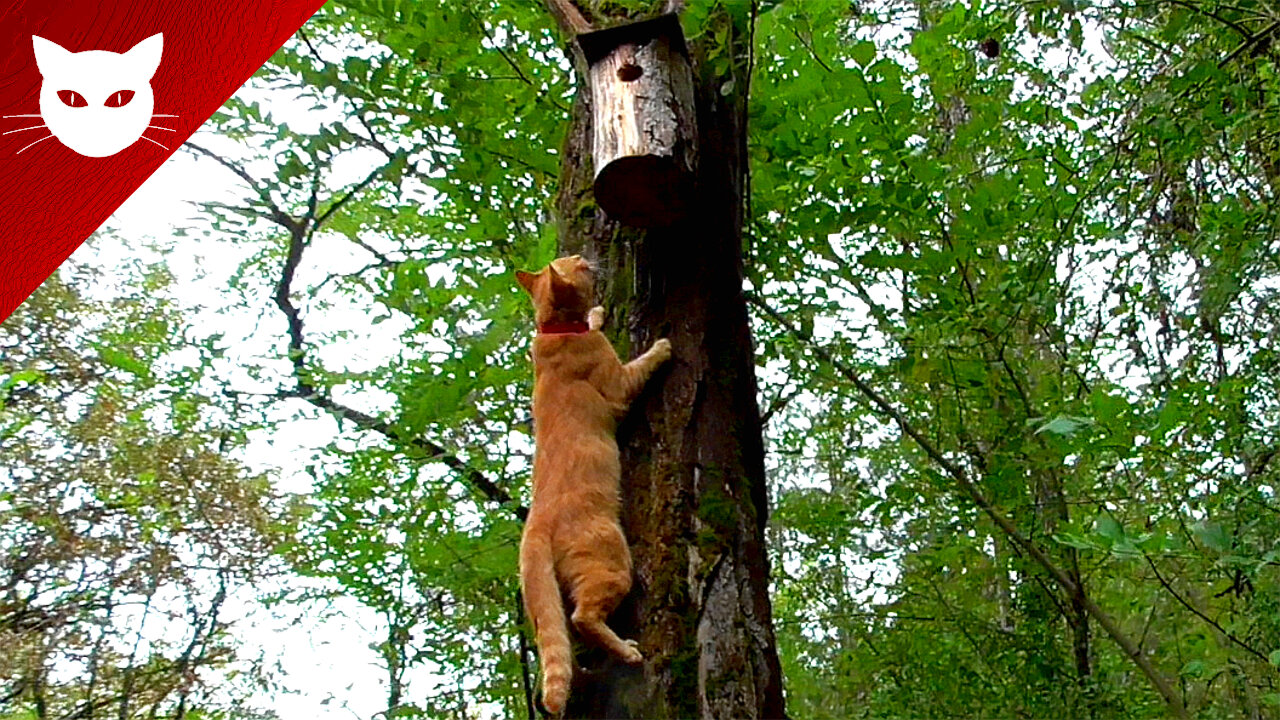 Cat in the Woods Attacks Birdhouse - Angry Cat