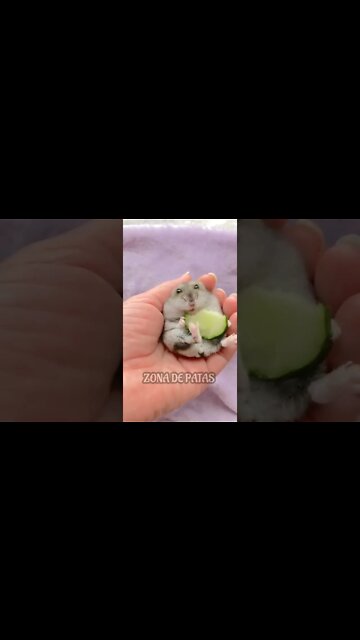 QUANDO A COMIDA É BOA🤣🤣🤣