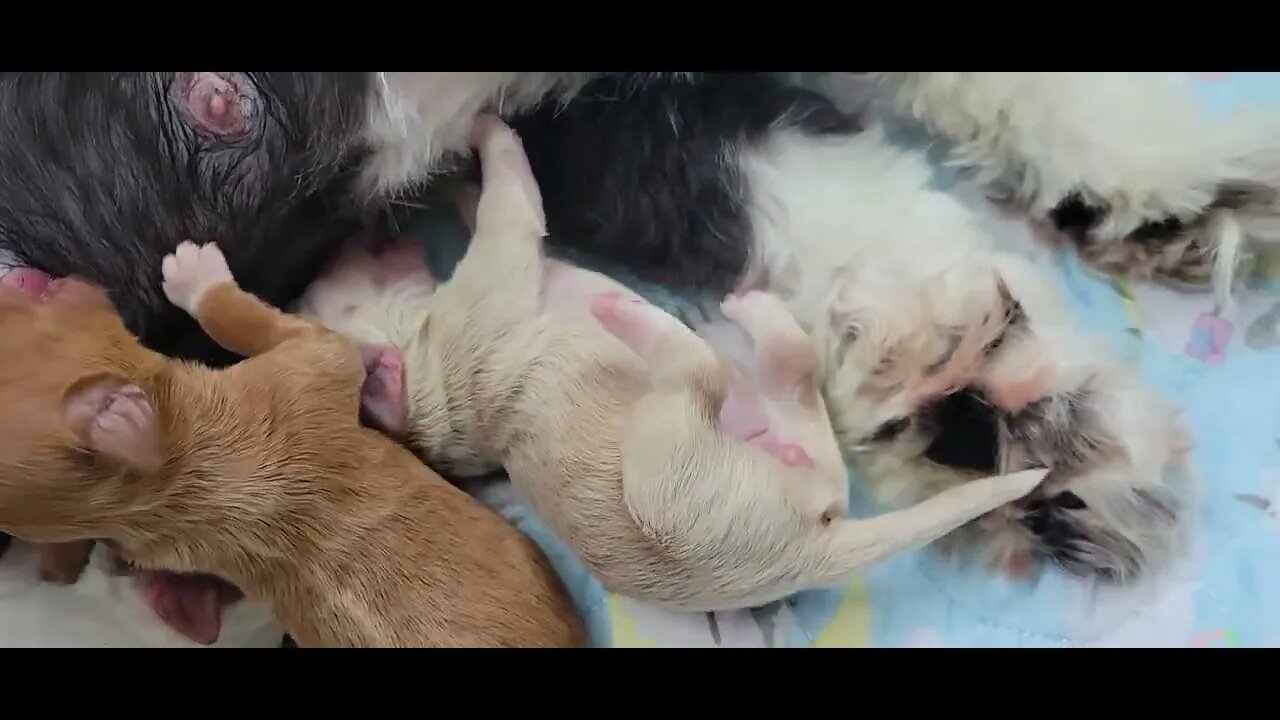 Sheba's Babies - Day 3(2)