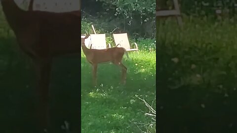 wally walks. ignoring Haliburton town deer as I try to capture #nature #haliburton #animal #deer