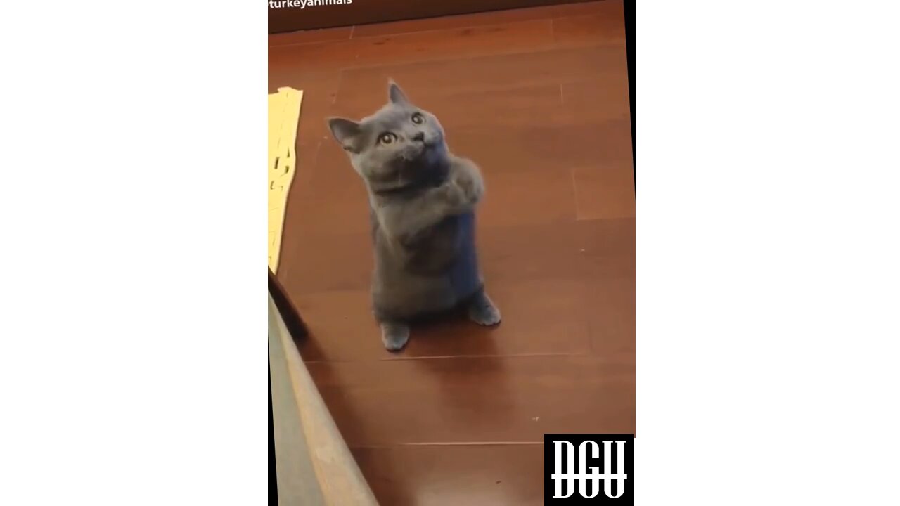 Watch this cute cat