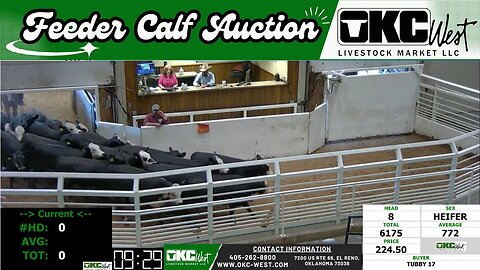 8/9/2023 - OKC West Feeder Calf Auction