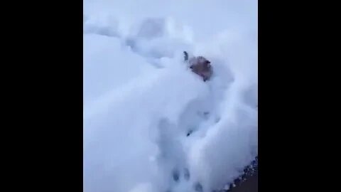 Snow Anyone?