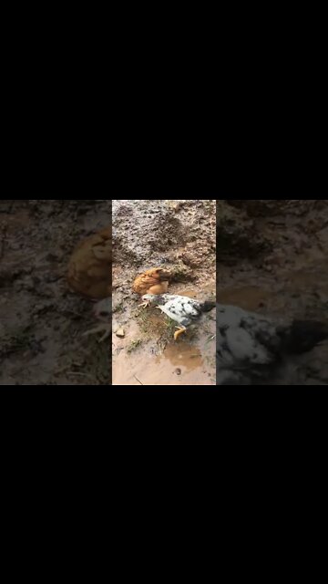 8 week old chicks’ muddy day out