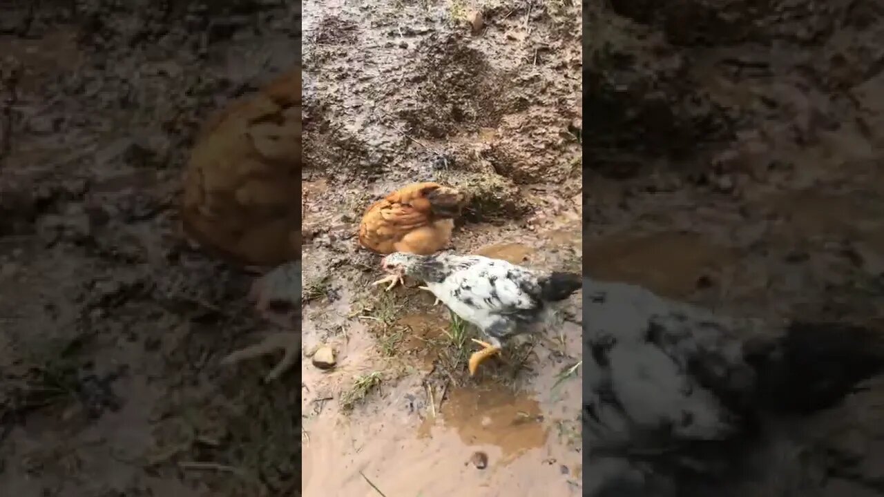 8 week old chicks’ muddy day out