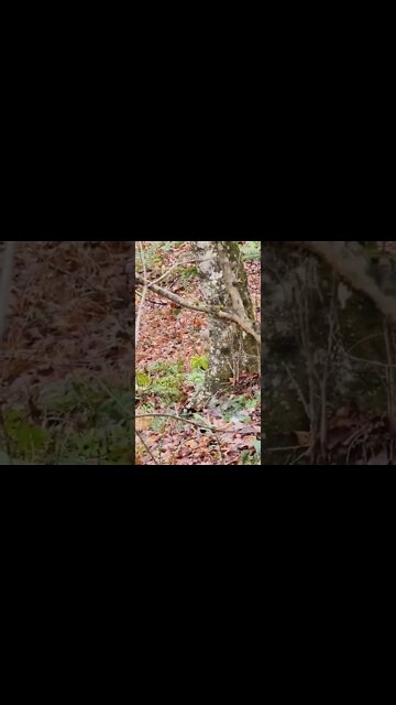 That's Not A Deer... #shorts #deerhunting #armadillo