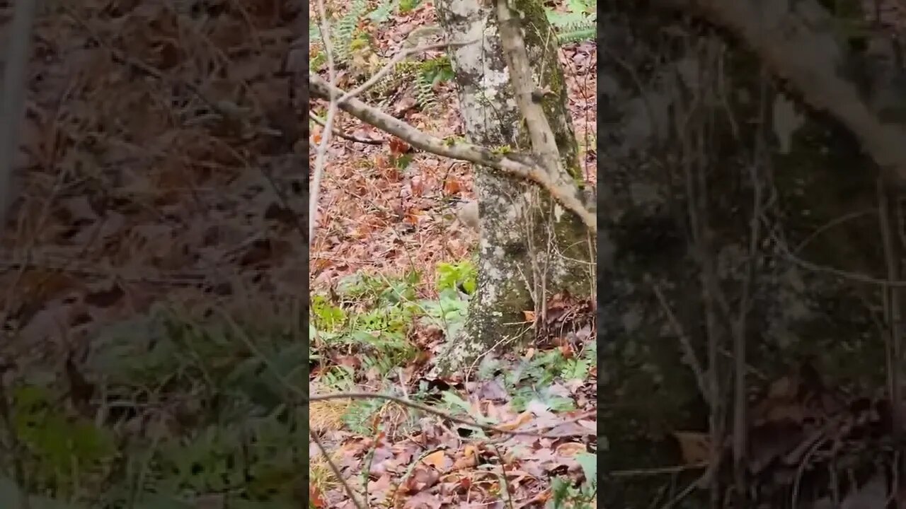 That's Not A Deer... #shorts #deerhunting #armadillo