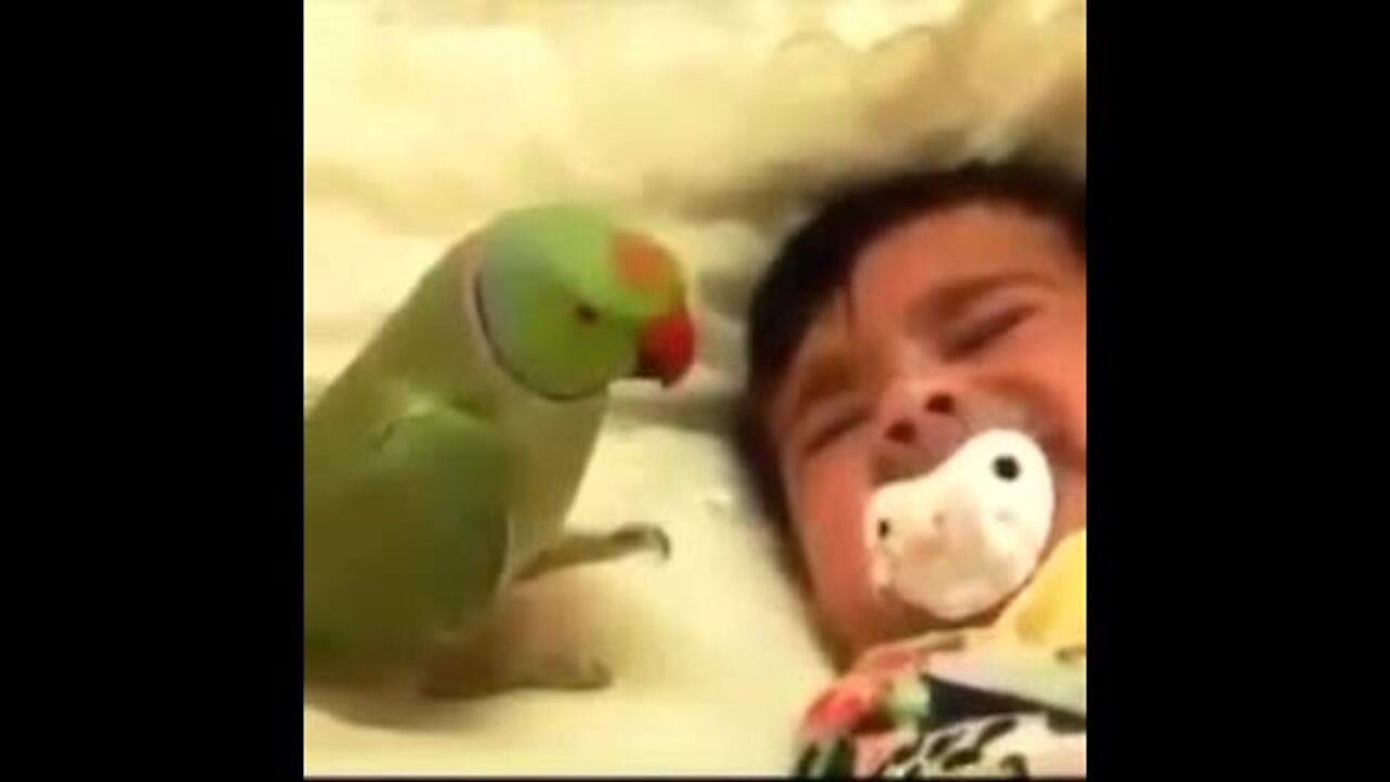 A parrot does its best to silence a baby