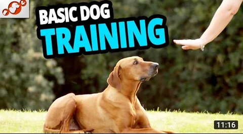 Basic Dog Training: Top 10 Essential Commands for Dogs training