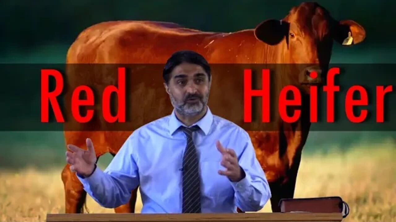 The Red Heifer