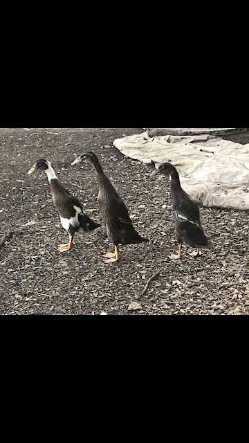 Slow mo ducklings