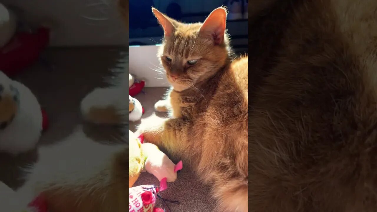 My Cat always Sleeps with his Toys