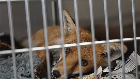 The Fight to Protect Urban Foxes | BBC Earth