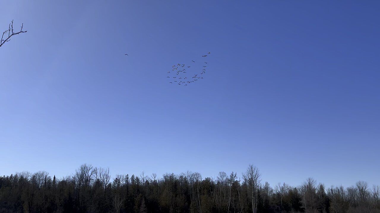 Wisconsin Snow Geese