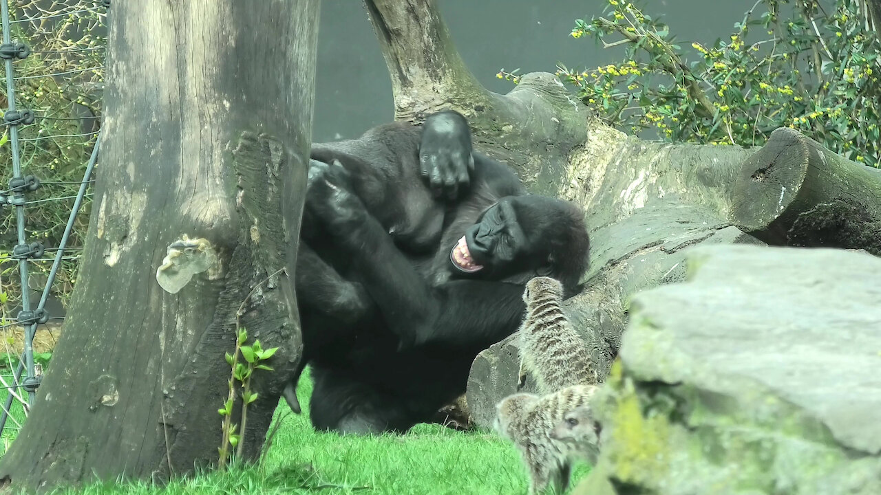 Meerkats fascinated by gorilla fight, try to get involved