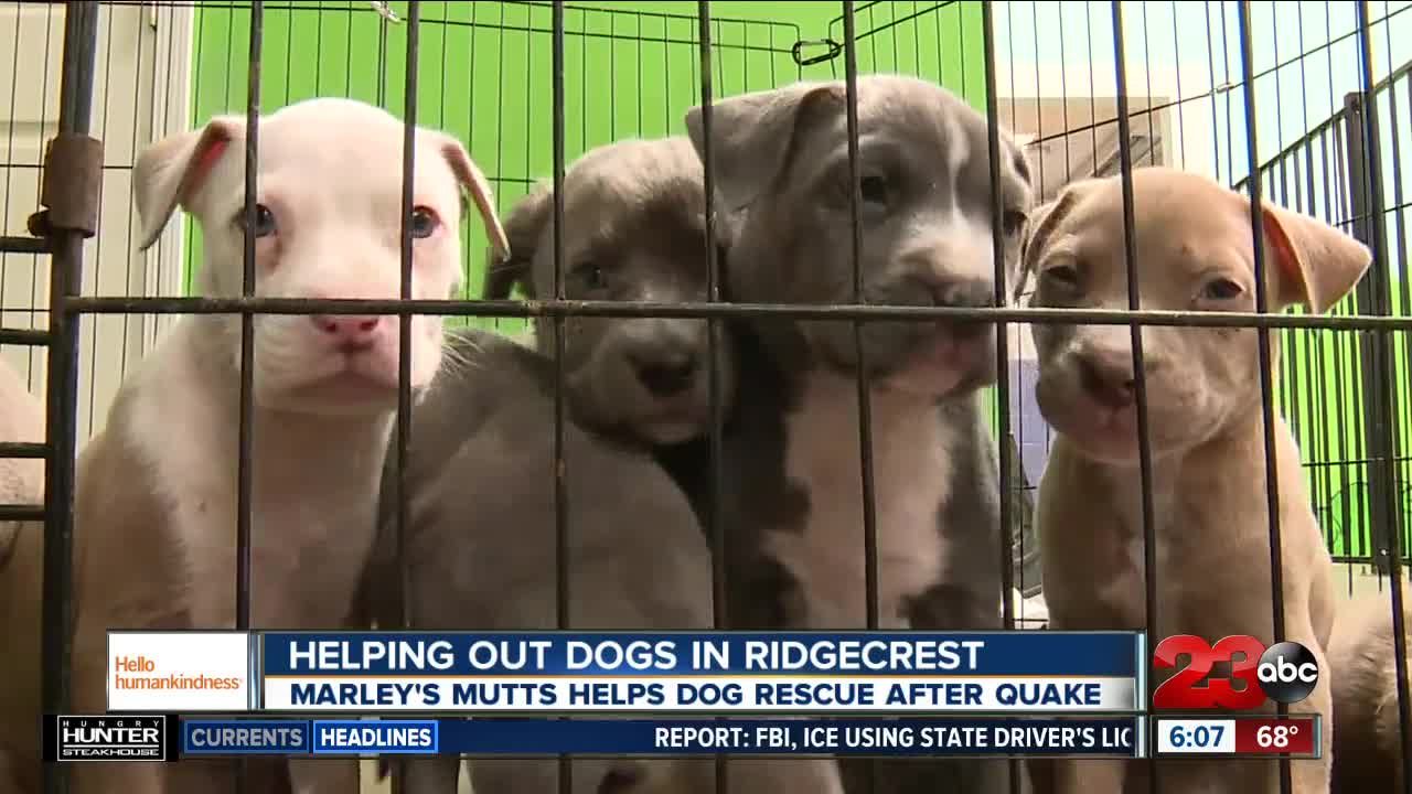 Hello humankindness: Helpinng out homeless pets in Ridgecrest