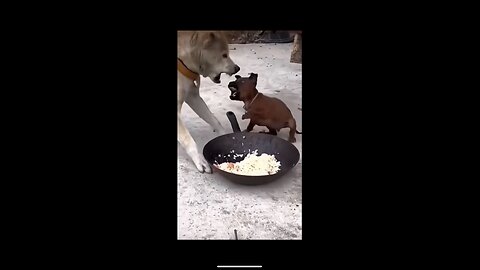 Little puppy and his older brother fight to eat food