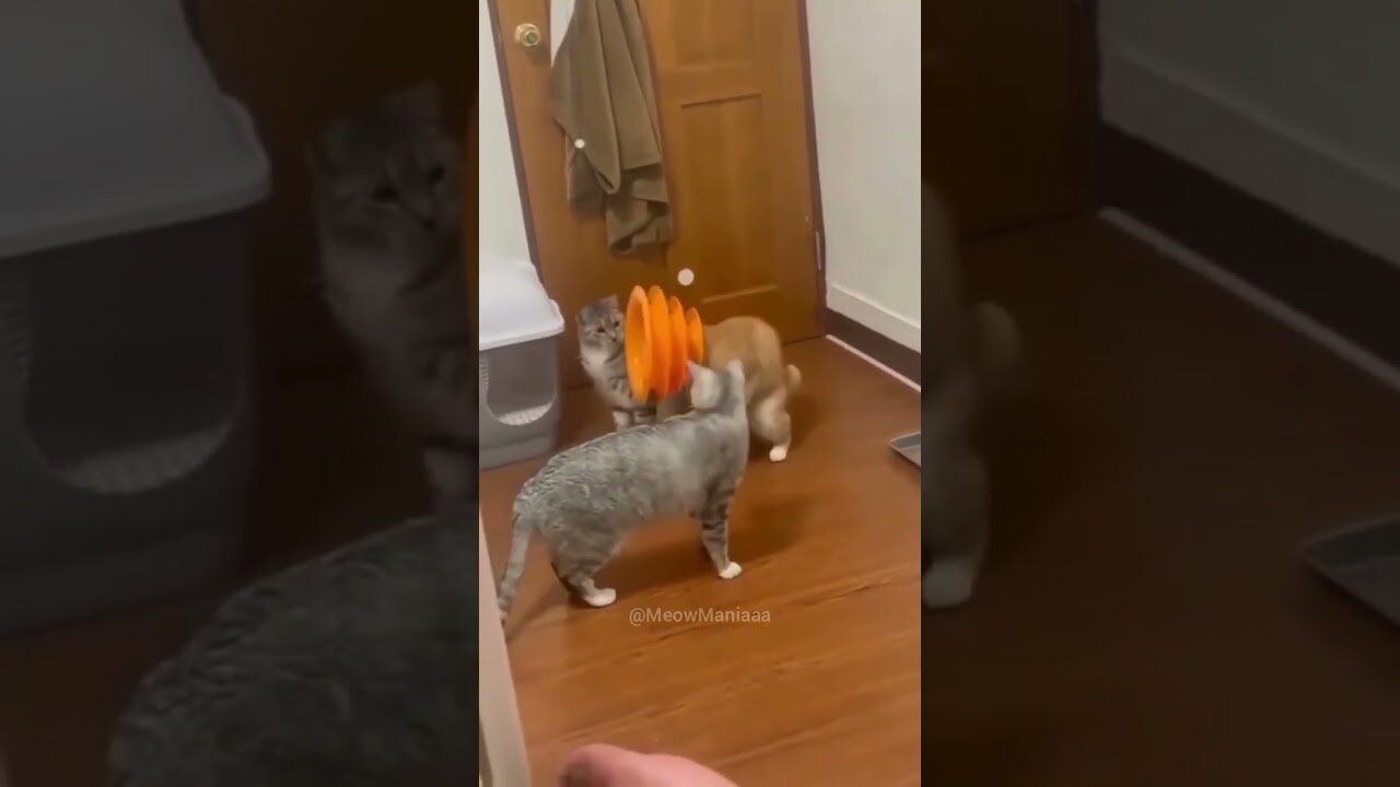 Mischievous cats that show off their eccentric personalities.