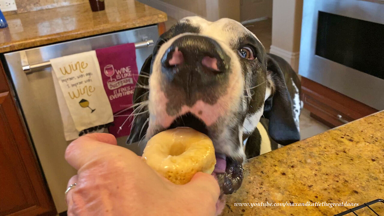 Polite Great Danes Enjoy A Homemade Vanilla Donut