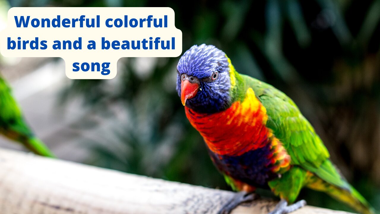 Wonderful colorful birds and a beautiful song