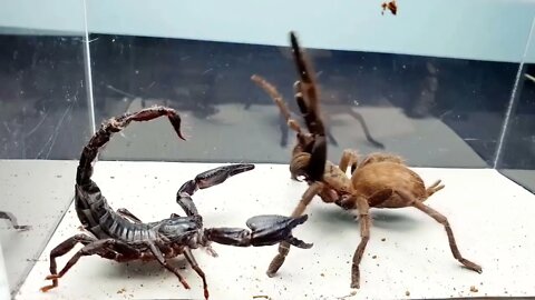 SCORPION vs TARANTULA SPIDER FIGHTING FOR PREY, who will win? Insect Stories-12