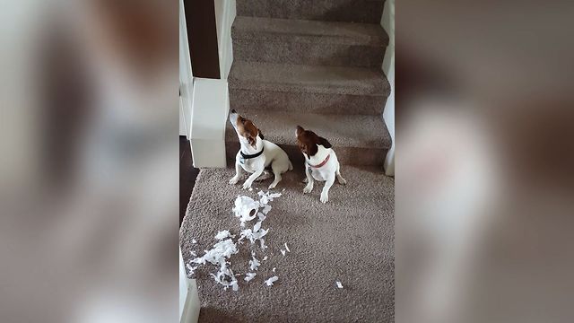 Guilty Dogs Can't Face The Truth