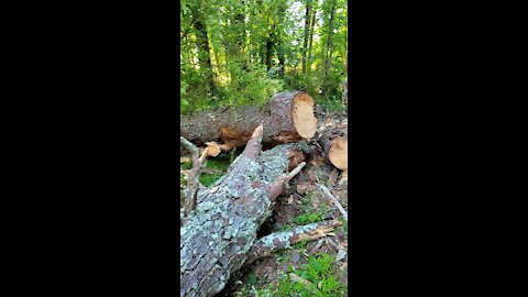 Tree Graveyard