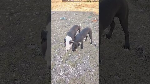 sharing the stick.