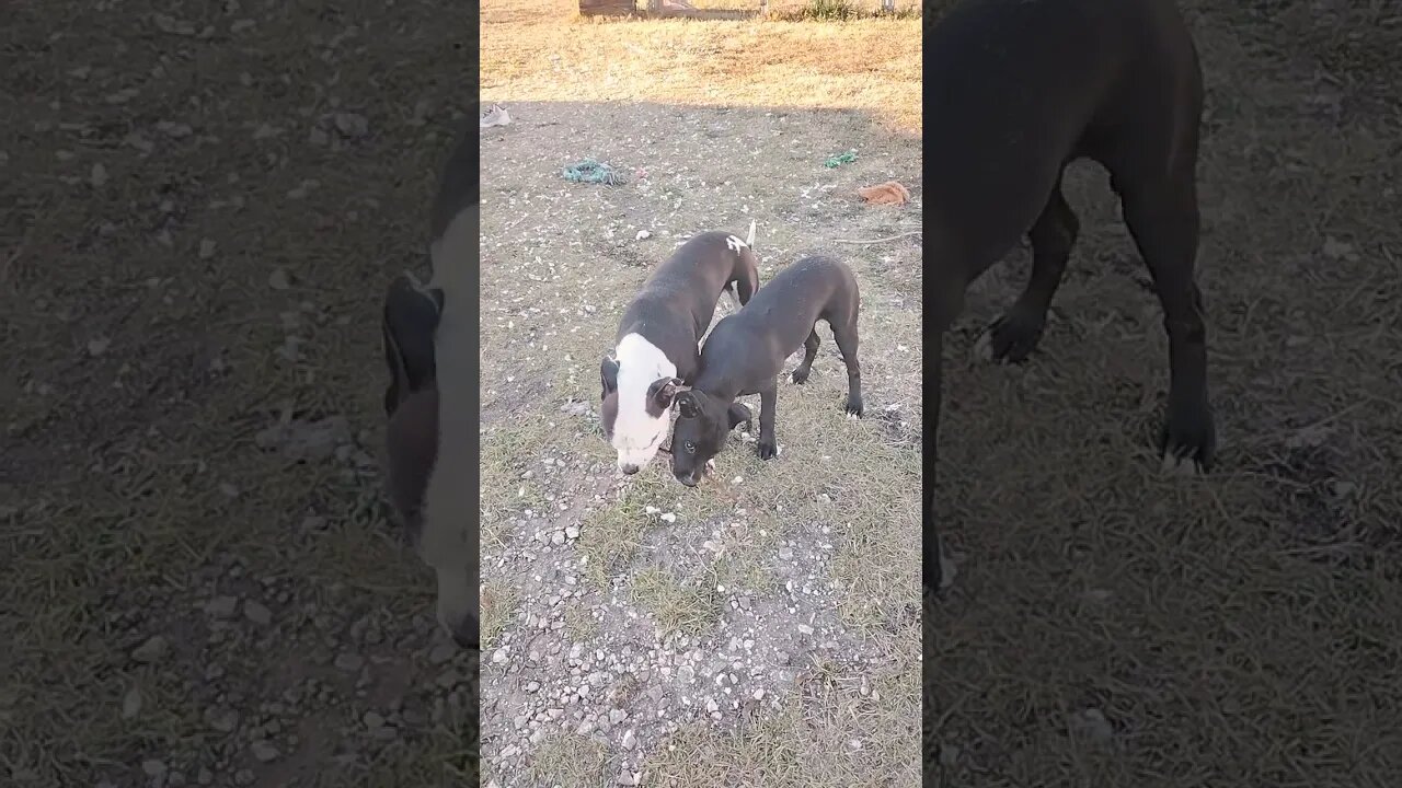 sharing the stick.