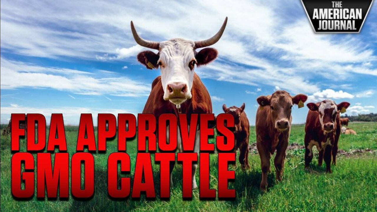 FDA Approves GMO Cattle For The First Time Ever