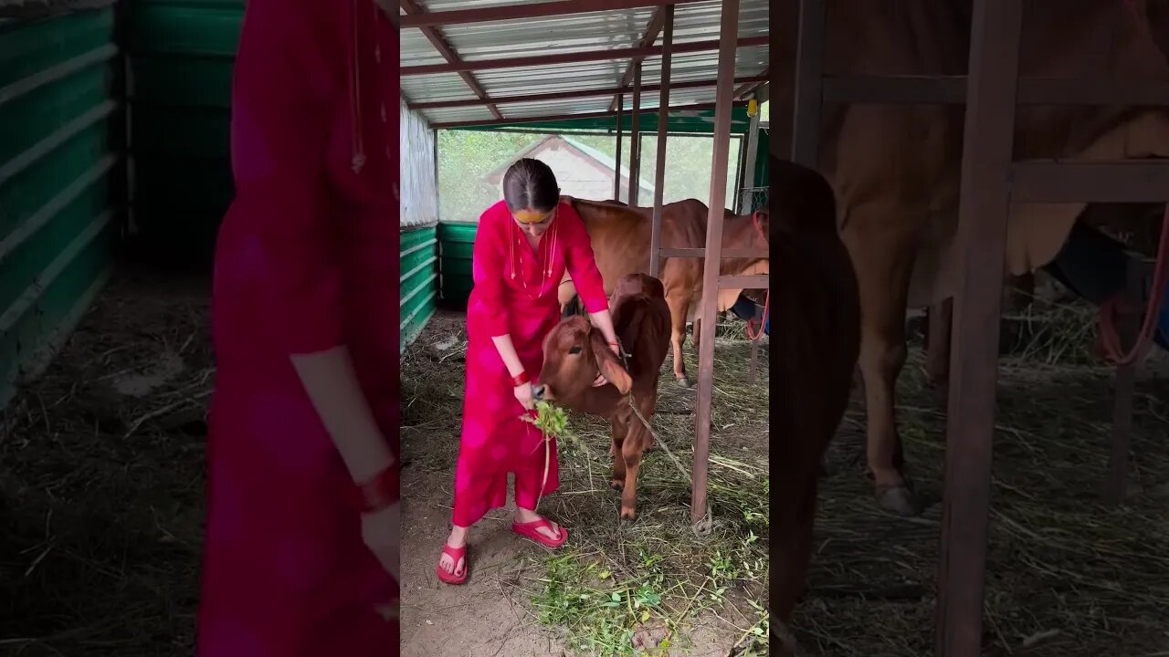 🥰🥰Yami Gautam loves animals! Great #yamigautam #entertainment