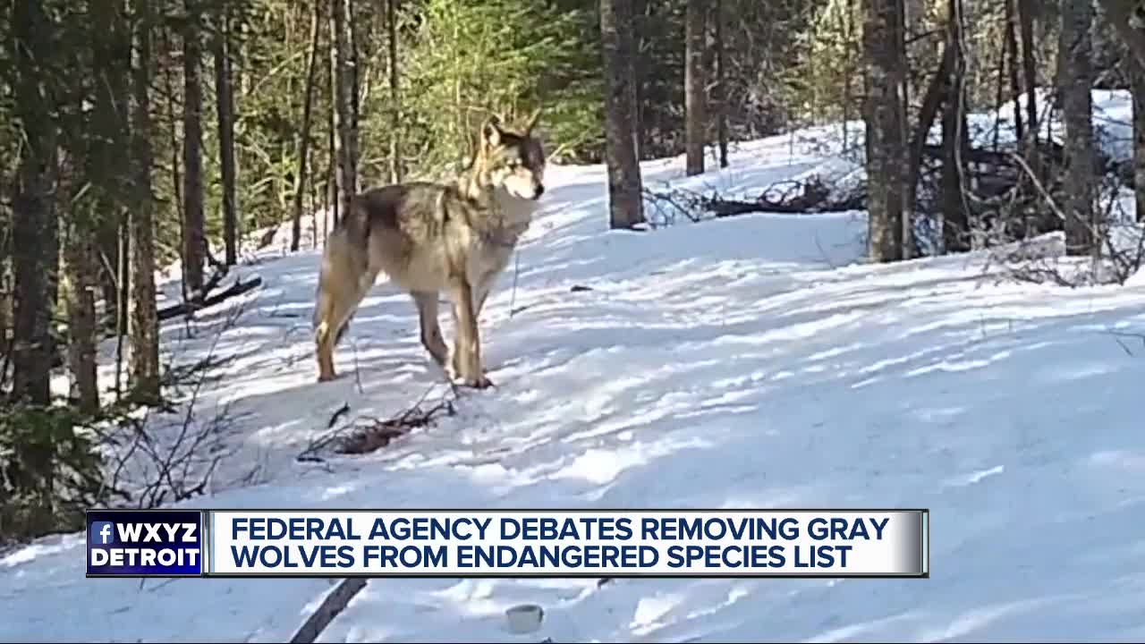 Federal agency debates removing gray wolves from endangered species list