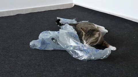 Playful Cat Loves His Toys