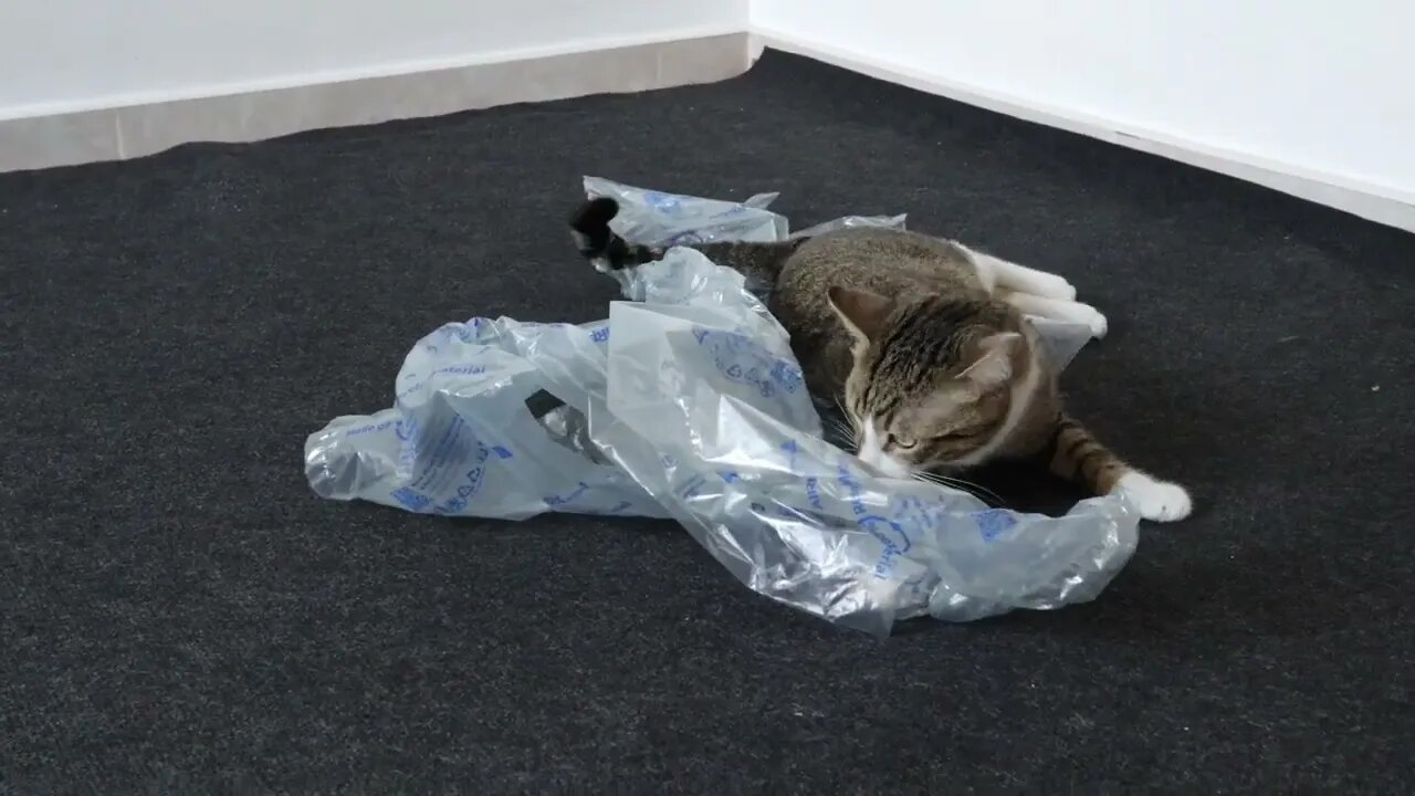 Playful Cat Loves His Toys